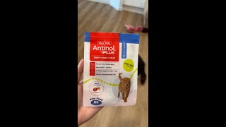 ✨LET’S TRY Antinol for Cats [upl. by Donall732]