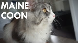 Maine Coon Cat Chirping  Clicking [upl. by Murray909]