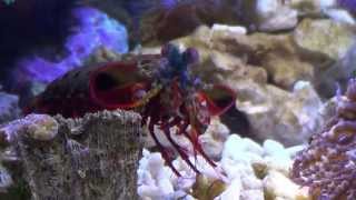 Odontodactylus Scyllarus Peacock Mantis Shrimp smash a Sea Shell [upl. by Masry]