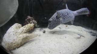 Spotted Puffer Fish eating a live crab [upl. by Natale]