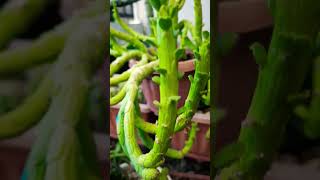 Euphorbia Monadenium Ellenbeckii succulent plant succulents plants cactus homegarden hack [upl. by Fairfax]