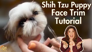 Shih Tzu Puppy Grooming Face Transformation Tutorial  Teddy Bear Cut [upl. by Anirtep]