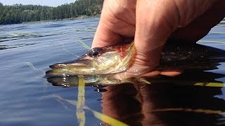 Fishing Northern Pike in Kenora Ontario  e46 [upl. by Sibilla]