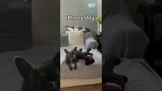 iPhone dog ringtone ￼ [upl. by Nnylkoorb]