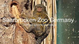 Saarbrücken Zoo Germany [upl. by Soisatsana259]