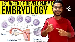 general embryology anatomy  first week of development embryology  Johari MBBS [upl. by Attah]