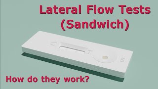 How Do Lateral Flow Tests Work  Animated [upl. by Htebezile]