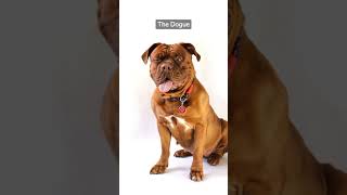 THE DOGUE DE BORDEAUX THE FRENCH MASTIFF [upl. by Nnahteb]