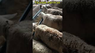 Manejo da criação de ovinos e caprinos da fazenda marrecas em Itapipoca ce 👏🏽👏🏽🐏🐑🐑 [upl. by Julietta]