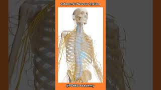 Autonomic Nervous System humanbody anatomy science [upl. by Ahsiener]