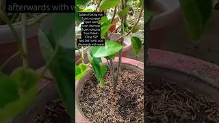 Repotting hybrid hibiscus with soilless mix🌺❤ garden nature flowers shorts youtubeshorts life [upl. by Chandal821]