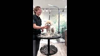 Dog Grooming Cutting Hair  Dog Cutting Hair Video [upl. by Erej903]