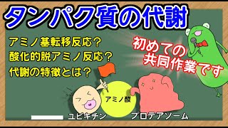 【管理栄養士国家試験】 タンパク質代謝についての解説講座 [upl. by Stucker]