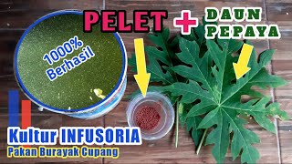 Cara kultur infusoria pakai daun pepaya full proses 🛑 Pakan burayak cupang paling bagus [upl. by Dnomde]