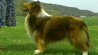 Collie  AKC Dog Breed Series [upl. by Ahsiryt]