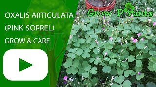 Oxalis articulata  grow amp care [upl. by Anuayek]