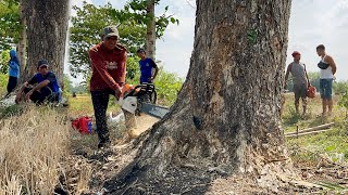 Unimpeded… Cut down 3 trembesi trees fast amp easy‼️ [upl. by Htur]