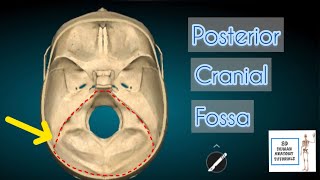 Posterior Cranial Fossa I Human Anatomy Tutorial [upl. by Ahsiem978]