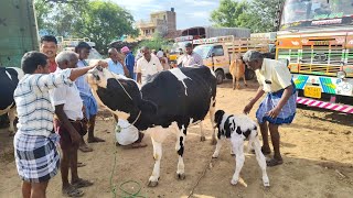 Karimangalam market Dharmapuri district Biggest cow market in tamilnadu [upl. by Scully]