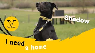 Shadow the lovely Lurcher  Dogs Trust Evesham [upl. by Drusie663]