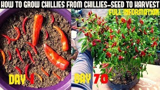 How To Grow Chillies At Home100 chillies per plantSeed To Harvest [upl. by Adnerol]