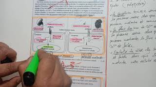 Partie 2 Expression de l’information génétique Résume transcription traduction 4 points national [upl. by Modestia]