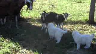 Introducing maremma sheepdog puppies to livestock [upl. by Nnad351]