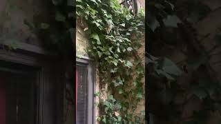 Vines on House Exteriors A Risky Trend [upl. by Sirronal]