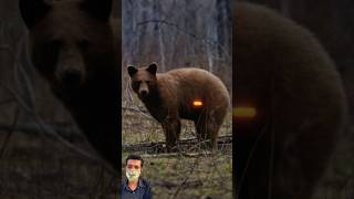 Crazy Bow Shot On Bear bear hunting [upl. by Obara702]