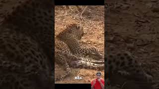 leopard helpless against hyenas wildlife animals wildanimals wildlion satwaliar satwapedia [upl. by Akaenahs]