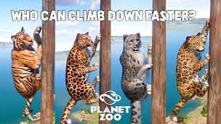 Bengal Tiger Siberian Tiger Amur Leopard Jaguar Snow Leopard  Planet Zoo Cimb Down Animal Race [upl. by Dry]