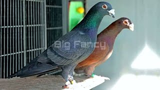 Best racing homer pigeon loft pigeon breeds process baby pigeon growth stages stap by step [upl. by Zamora179]