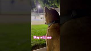 dog doglover puppy pets cute funny stay soulmate party workout family [upl. by Ivo]