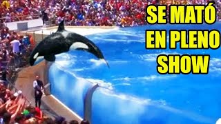 INCREIBLE Que 7 Animales Cautivos Han Terminado Sus Vidas [upl. by Notfilc510]