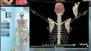 How Scapular Movement Works 3D Anatomy amp Diagrams [upl. by Leifeste]