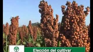 Claves del Sorgo en 4 minutos [upl. by Warms]