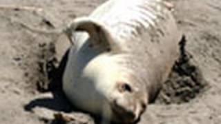 Elephant Seals  San Simeon [upl. by Aufa726]