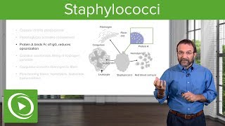 Staphylococci – Microbiology  Lecturio [upl. by Nylknarf6]