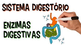 ✅ SISTEMA DIGESTÓRIO E ENZIMAS DIGESTIVAS [upl. by Thevenot]