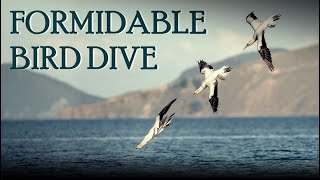 Gannet Bird TORPEDO DIVE [upl. by Cozza]