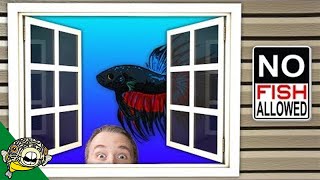 Betta Fish Tank Mates  Betta Fish Tanks  Aquarium CoOp [upl. by Stanislaus]