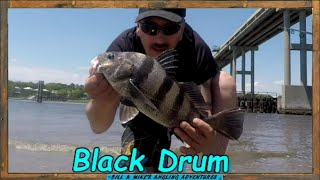 N Carolina Fishing Black Drum  Seatrout  Sheephead amp Shark [upl. by Deden]