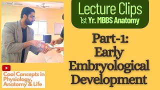 Embryology Anatomy Early Embryological Development Part1  1st Year MBBS [upl. by Elokkin755]