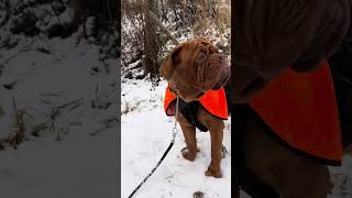 Dogue de Bordeaux  A taste of the winter that is coming Round one🌬️🥶💨❄️🌊 [upl. by Ezar]