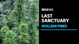 Last remaining colony of Wollemi Pines given special protection status  ABC News [upl. by Aydne8]