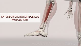 Extensor Digitorum Longus Musclepath 3D Animation [upl. by Dyrrej]