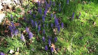 Ajuga reptans Bugleweed [upl. by Llewop]