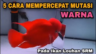 5 Cara Mempercepat Mutasi Warna Ikan Louhan  Ikan Louhan Super Red Monkey [upl. by Saddler830]