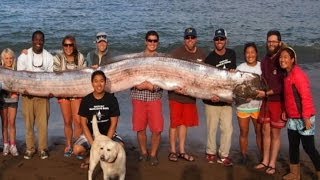 Oarfish Images Light Up Web Snorkeler Comes FacetoFace with 18Foot Sea Monster [upl. by Lisetta]