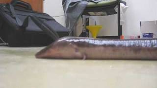 Live Amphiuma Walking [upl. by Kingston984]